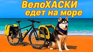 видео: Собака, море и велоприцеп: велопутешествие мечты картинка: Собака, море и велоприцеп: велопутешествие мечты