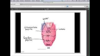 Video 3 - Senses - Gustation