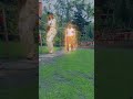 alas harum bali indonesia #shortvideo #shorts #shortsvideo #explorewithfahim #nature #ubud #cretya
