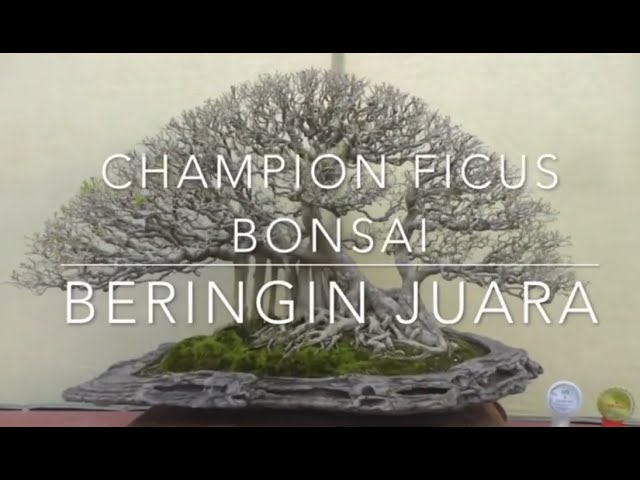 Bonsai Beringin Juara Dunia Cahunit Com