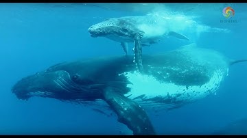 Making Contact: The Intelligence of Whales - James Nestor