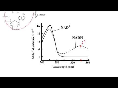 Vídeo: Com es calcula la concentració d'enzims?