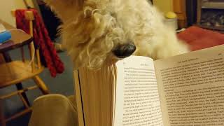 Fox terrier Nobby interrupts book reading