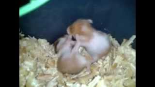 Baby Hamster Fight