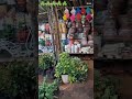 plant ka Nasha ☘️🌵☘️ #nature #plants #subscribe #suport