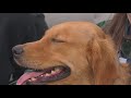 Portland Pickles introduces Wilma the bat dog ahead of 2026 season kickoff