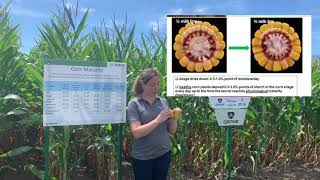 Staging Your Silage Corn