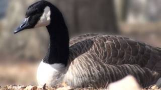 Canada Goose - Hd Mini-Documentary