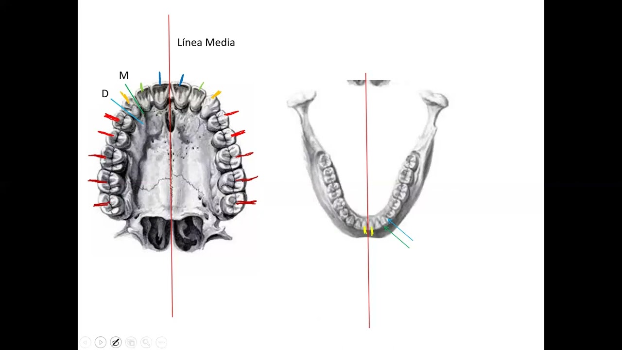 primera clase de ANATOMÍA DENTAL parte 1