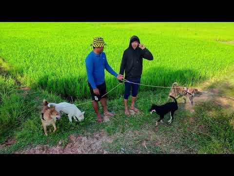 Bionic Best Friends The Future of Dog Human Bonds