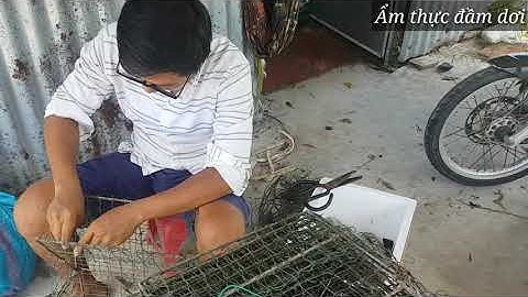 Về quê thăm vuông nuôi tôm, cua, cá...| Ẩm thực Đầm dơi