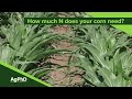 How Much Nitrogen Does Corn Actually Need (From Ag PhD #1099 - Air Date 4-28-19)