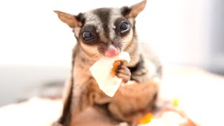 病気で食欲が減ったモモンガに茹で卵をあげてみた結果がこちら