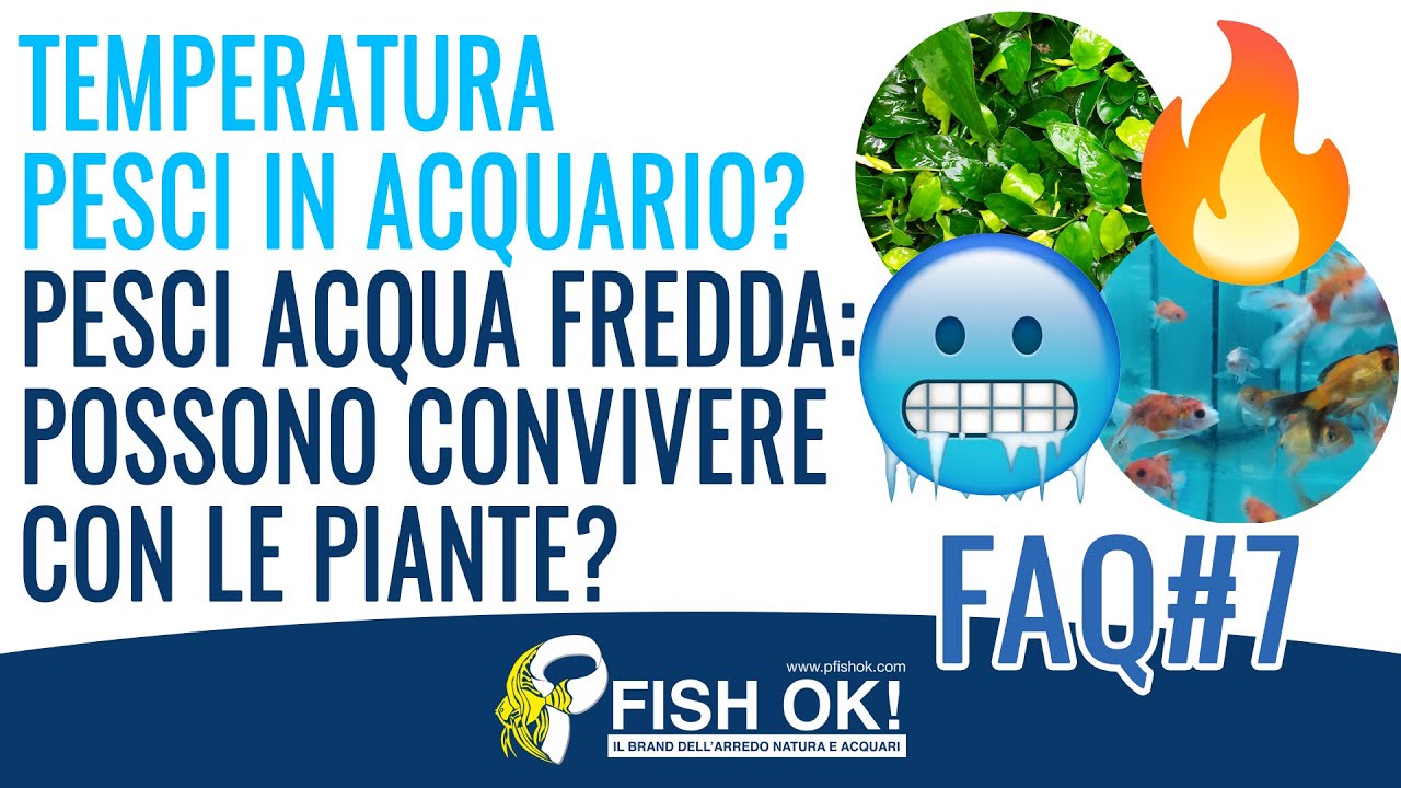 Piante vere o Piante di Plastica?  Pillole di Acquariologia Fish Ok! 