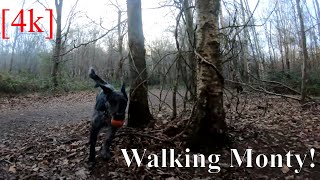 Walking Monty the Labradoodle! | [4K footage]