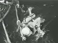The frogwoman and her entangled air hose [Sea Hunt]
