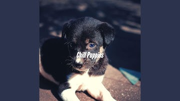 Pulsating Backdrops for Cool Pups