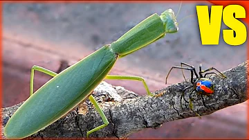 KILLER MANTIS VERSUS DEADLY RED BACK SPIDER - BUG FIGHTS