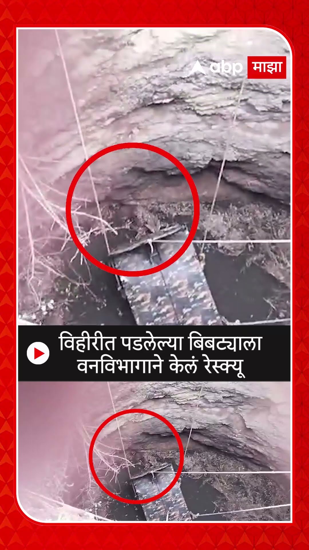 Nashik Leopard News : विहीरीत पडलेल्या बिबट्याला वनविभागाने केलं रेस्क्यू