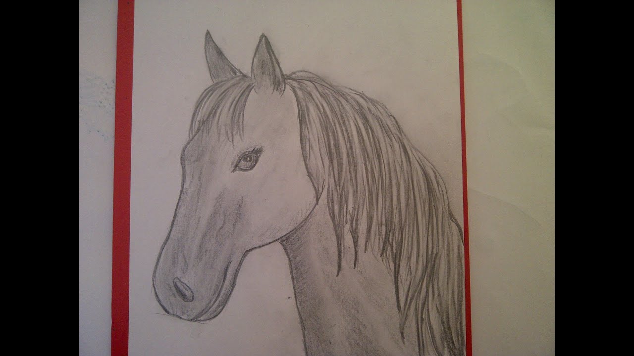 Zeichnen lernen für Anfänger. Pferd malen. Pferdeportrait. Pferdekopf. Learn to draw a horse ...