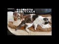 爪を切らなかった結果(猫×犬)【ペット紹介】 #shorts