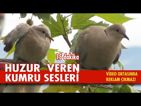 KUMRU SESİ | KUMRU KUŞU ÖTÜŞÜ | ŞEHİRDE KUMRU SESİ | HUZUR VEREN KUŞ SESLERİ