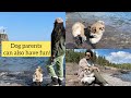 How vacation feels with a fur baby  murphyandfamily usa murphy doglover