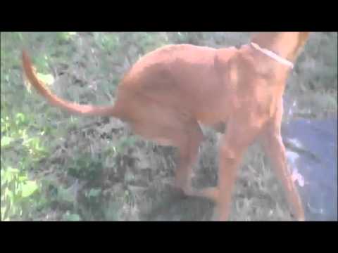 little paws of love rescue