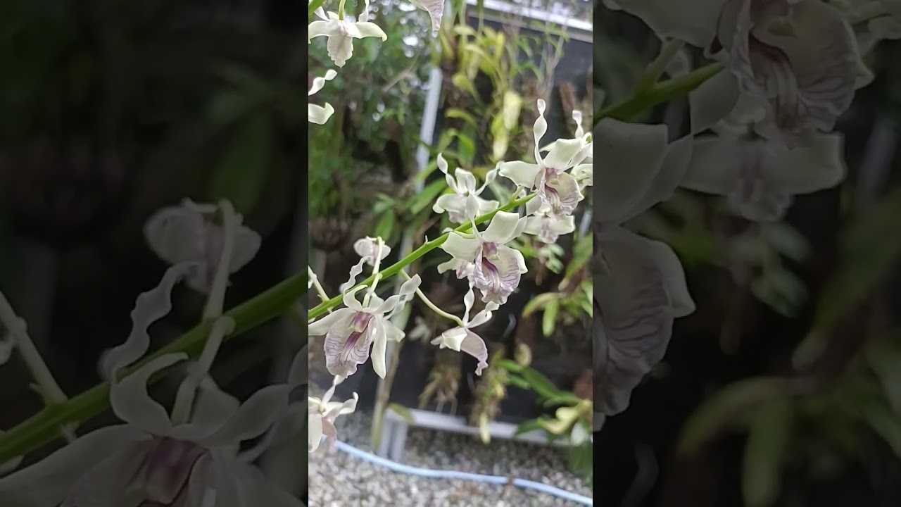 dendrobium nindii
