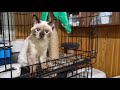 Хозяева бросили тайского котенка Малыш чудом выжил зимой