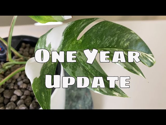 How to propagate rootless epipremnum pinnatum albo cutting? : r