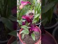 Kela Lili plant.. #flowers