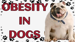 Obesity in dogs