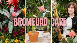 Bromeliad Care (Propagating)