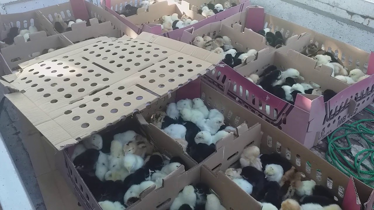 Pelihara ayam petelur 200 ekor bisa hasilkan 15jt lebih ...