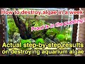 How to destroy your aquarium algae in a week「Proof is in the pudding!」ADA Natureaquarium,plantedtank