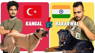 Kangal vs Bakarwal Dog | #Kangal vs #bakarwaldog Comparison | Dog vs Dog In Hindi