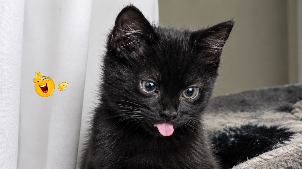 Best Cat Moments 🐈 | TRY NOT TO LAUGH – FUNNY Cat FAILS Compilation 😹😂