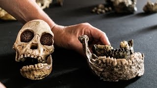 Fossils in Your Mouth: Teeth as Keys to Our Human Past