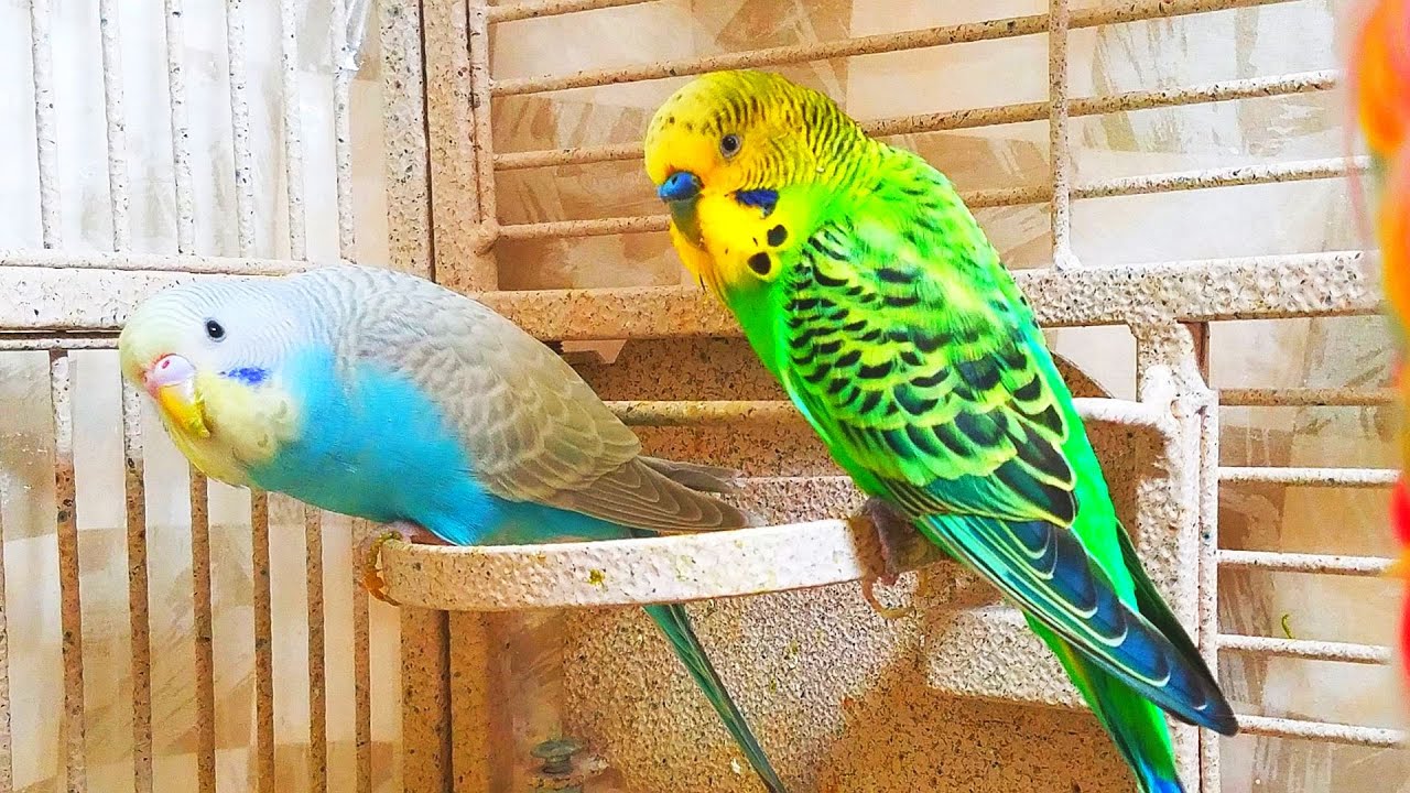 Affectionate Budgies Grooming Parakeets. 