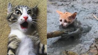 Funniest Cats And Dogs-#6 - Priceless Reactions😂 -TikTok Pet City