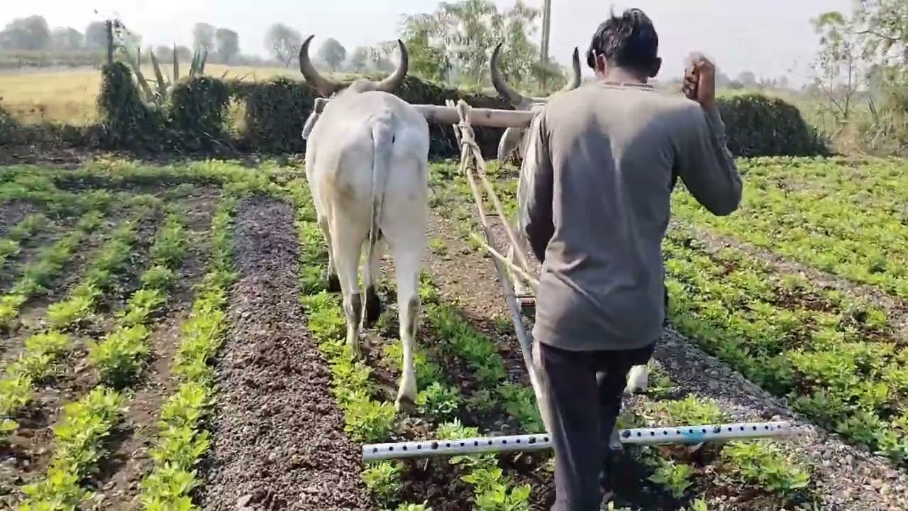 GROUNDNUT    ઉનાળુ મગફળી  