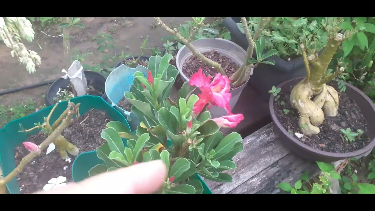 Veja como esta as suculentas  está muito quente algumas não estão  quanto🌵🌱.