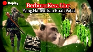 Gila!!! Berburu Kera Liar Yang Hancurkan Buah Petai @sniperanakrantau