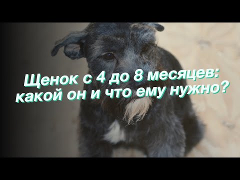 Щенок с 4 до 8 месяцев: какой он и что ему нужно?
