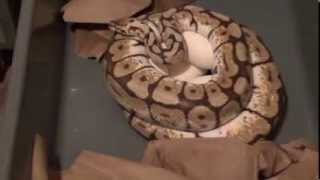 '13 Clutch #5 Bumble Bee X Mojave and Pastel Enchi