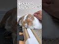 うさぎを初めて飼う人にロップイヤーがおすすめな3つの理由 #うさぎ#うさぎのいる暮らし #bunny#ロップイヤー #shorts