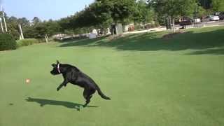 Introducing Grace the Borador