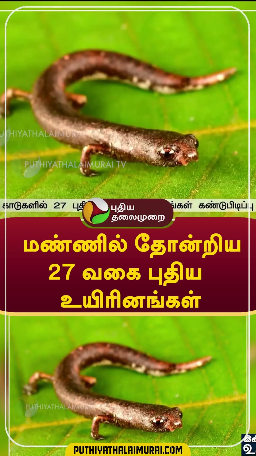 மண்ணில் தோன்றிய 27 வகை புதிய உயிரினங்கள் #Amazon #Rainforest #Shorts