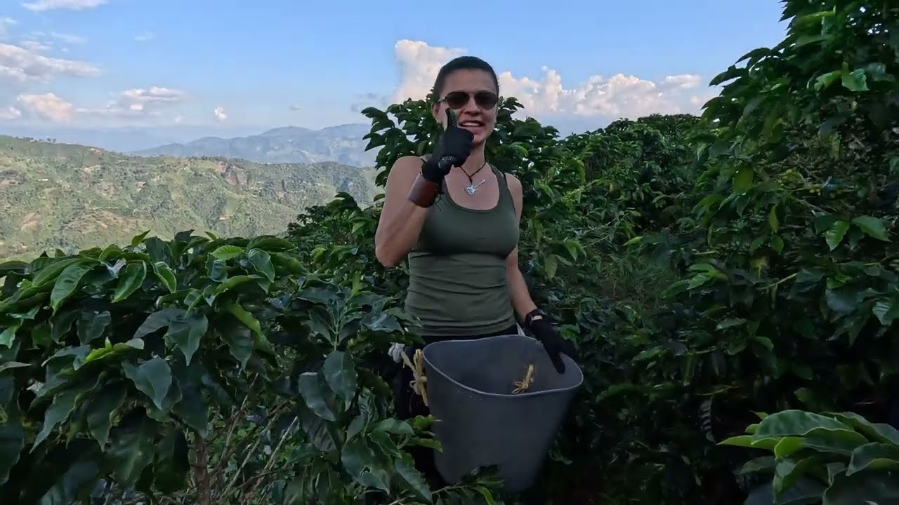 Mujer Cafetera Colombia I  Colombian coffee woman  #cafecolombiano #coffee  #4k #cafe #antioquia